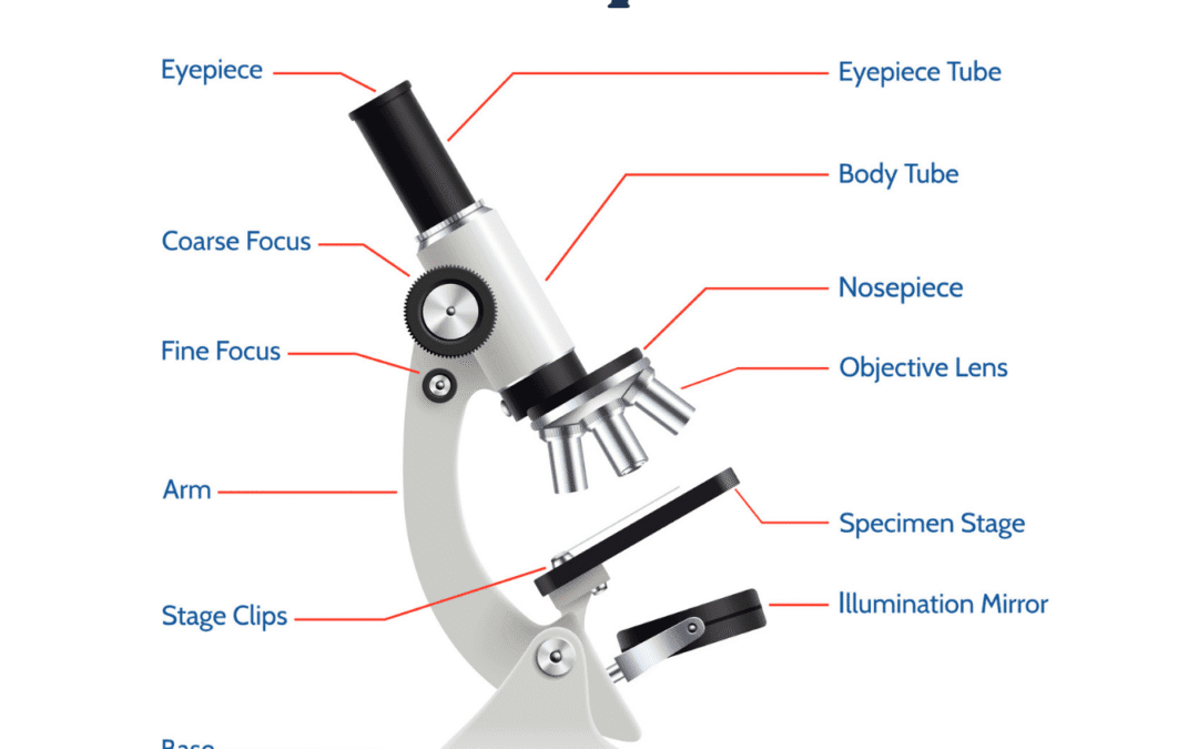 Microscope Parts: A Complete Guide to Understanding How Microscopes Work