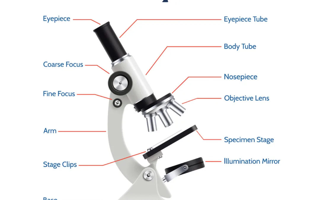 Microscope Parts: A Complete Guide to Understanding How Microscopes Work