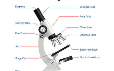 Microscope Parts: A Complete Guide to Understanding How Microscopes Work